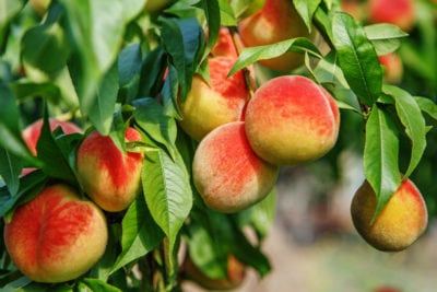 dwarf peaches