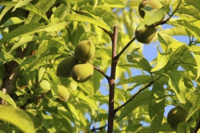 immature peaches