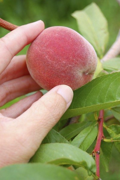peach picking