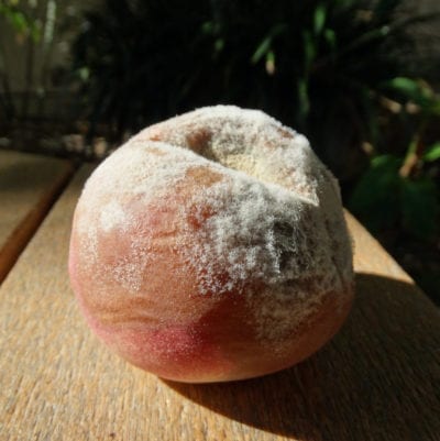 peach brown rot