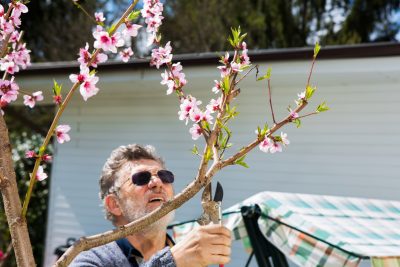 peach pruning