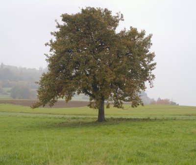 old pear tree