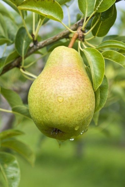 pear fertilizer