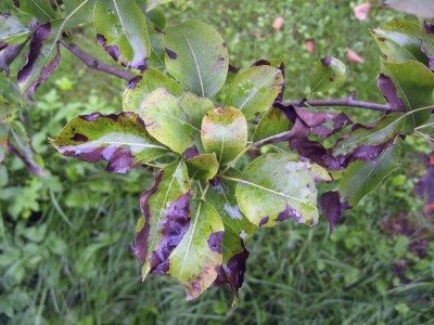 pear fire blight