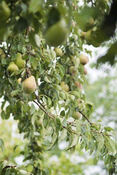pear tree2