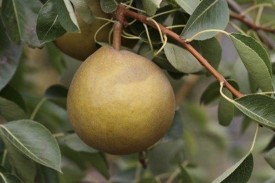 pear variety