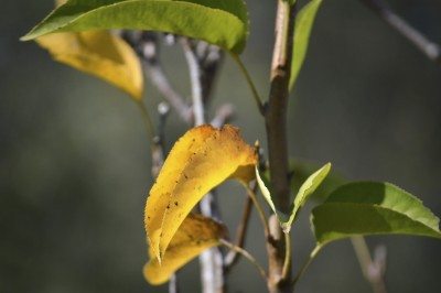 yellow pear leaves