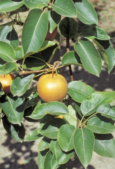 asian pear