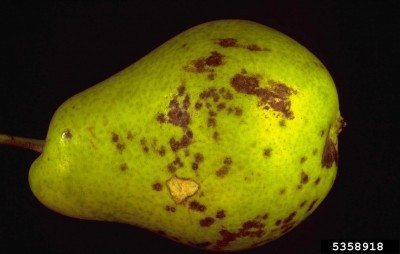 pear scab