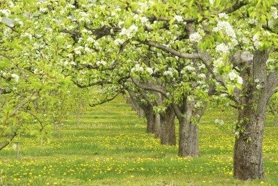 pear pollination