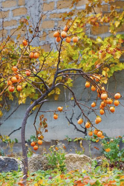 american persimmon