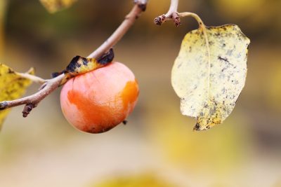 persimmon disease