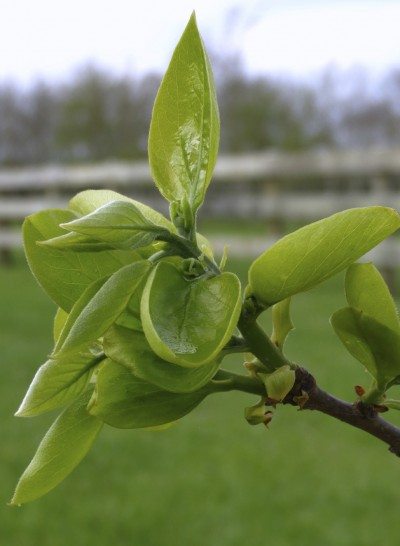 persimmon leaves