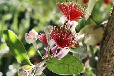 feijoa
