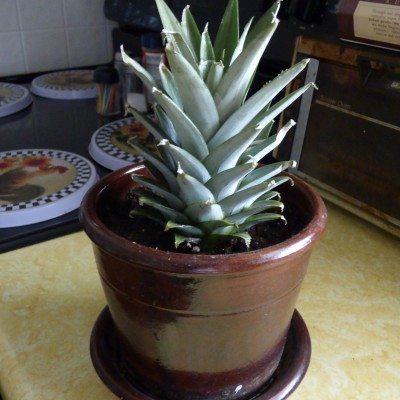 pineapple plant