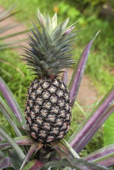 pineapple harvest
