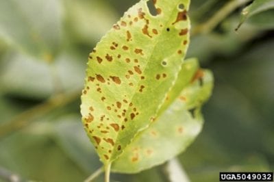 cherry plum leaf spot