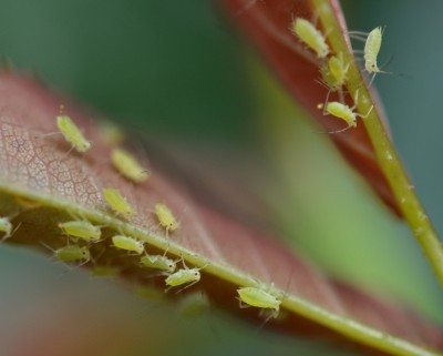 aphids