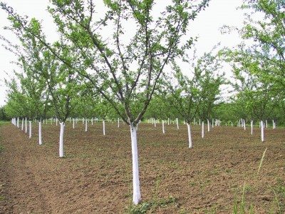 plum trees