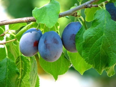 farlieigh damson