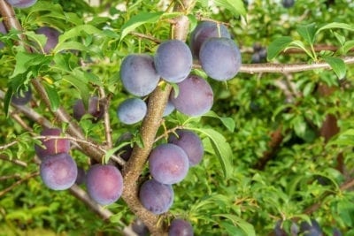 early plum