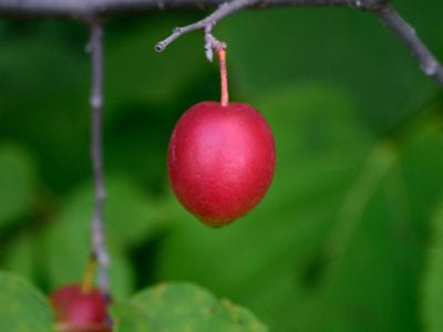wild plum