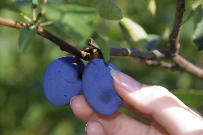 picking plums