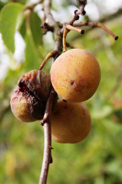 plum rot
