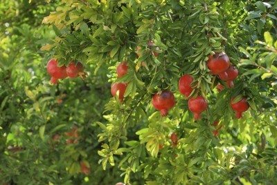 pomegranate fertilizer