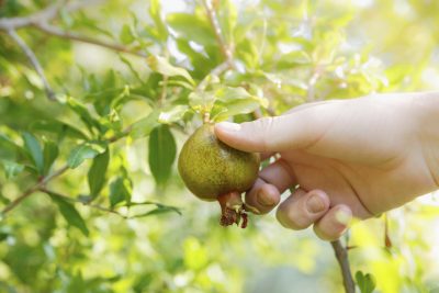 picking pomegranate