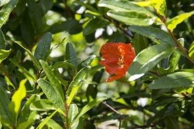 pomegranate flower