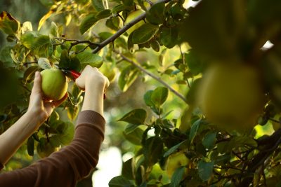 quince harvest