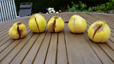quince splitting
