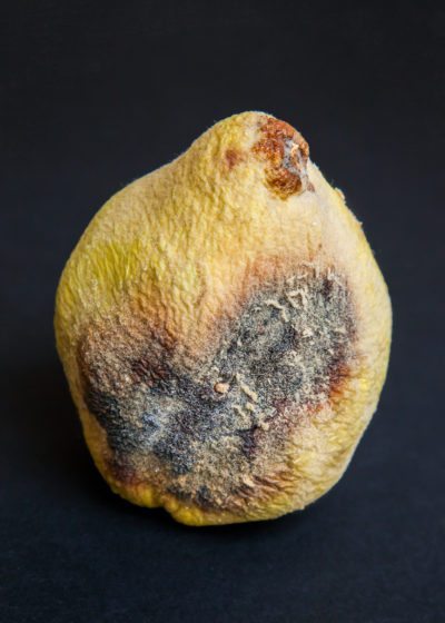 quince disease
