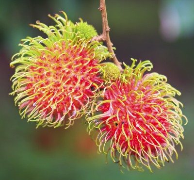 rambutan fruit