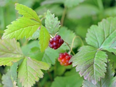 arctic raspberry