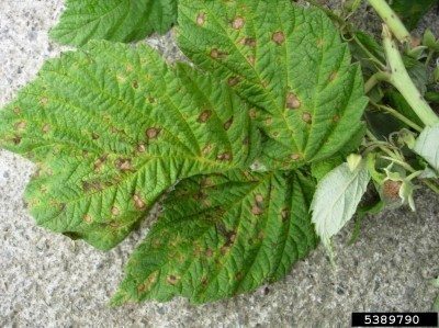 raspberry leaf spot
