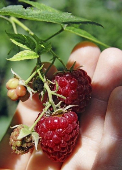 raspberry picking