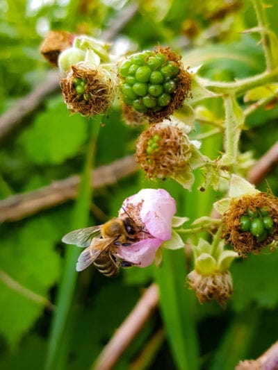 raspberry pollination
