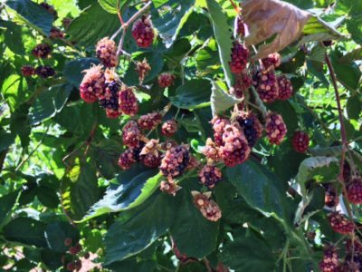 white druplet disorder