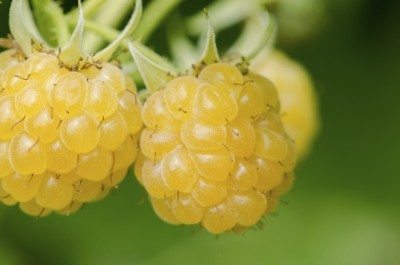 yellow raspberries