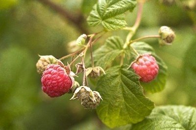 seedy raspberries