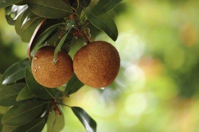 sapodilla fruit