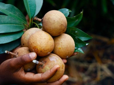 sapodilla fruits