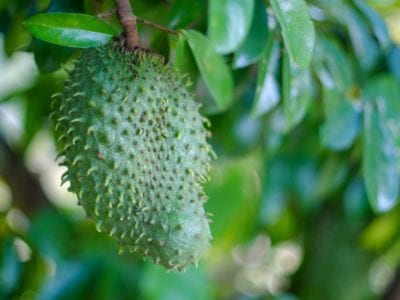 soursop