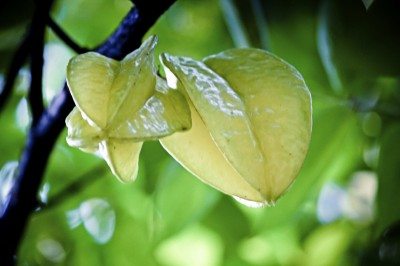 starfruit