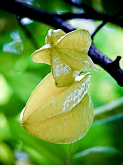 star fruit