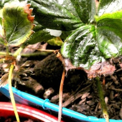 Strawberry Rhizoctonia Rot
