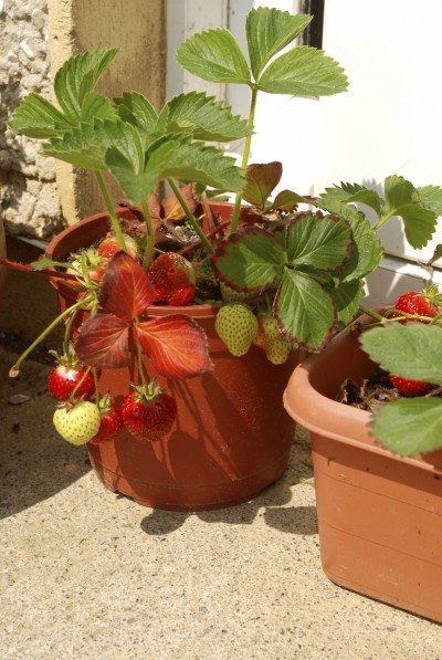 container strawberry