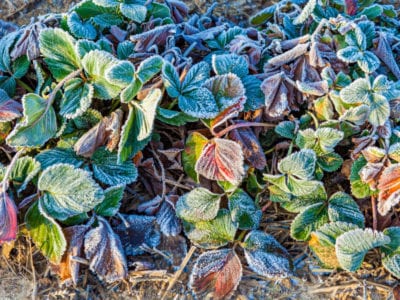 frozen strawberry plants